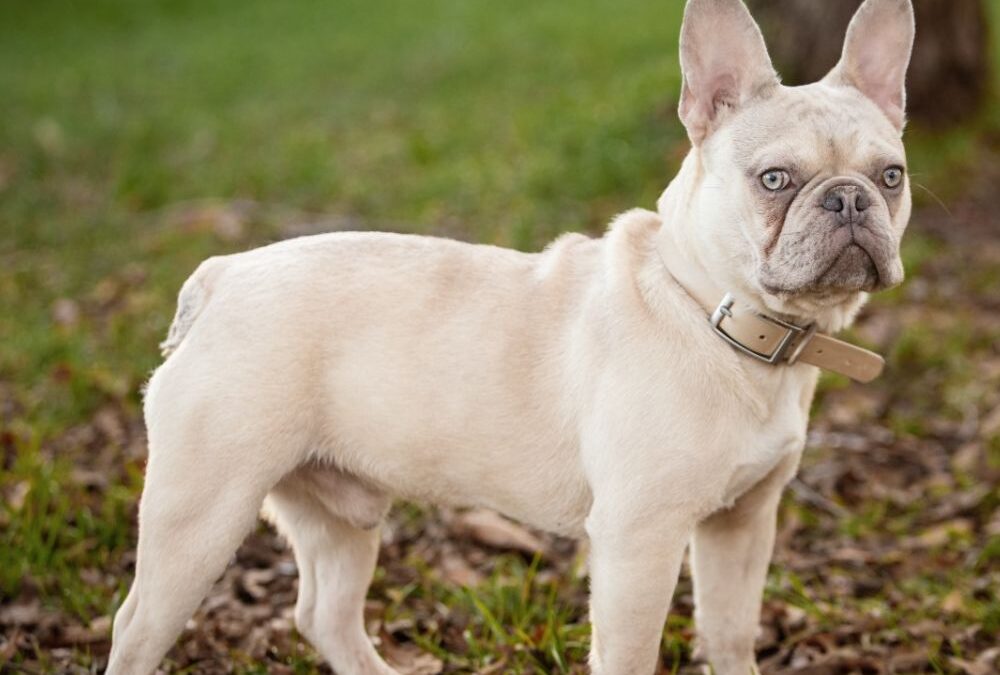 Guía de Cuidado del Bulldog Francés