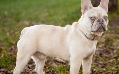 Guía de Cuidado del Bulldog Francés